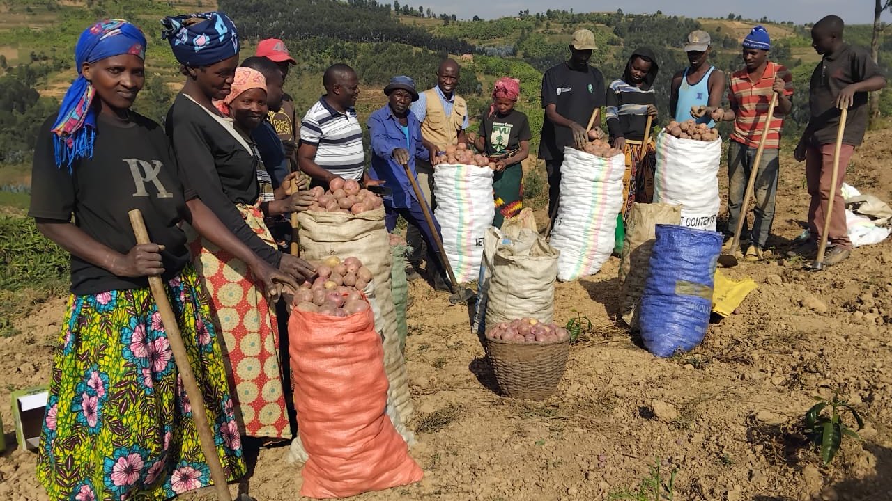 Karongi: Byari ibyishimo ubwo abaturage basaruraga ibirayi bahinze kubufatanye n'Akarere